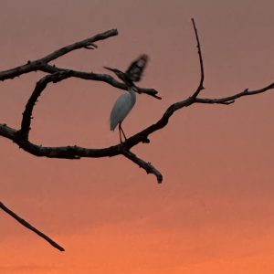 IMG_0983