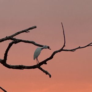 IMG_0984