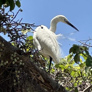 IMG_1132